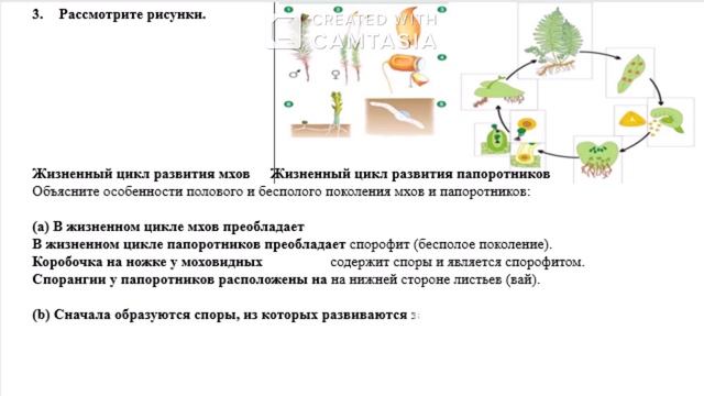 8 класс Биология 4 четверть СОР 1 Размножение и Рост и р?