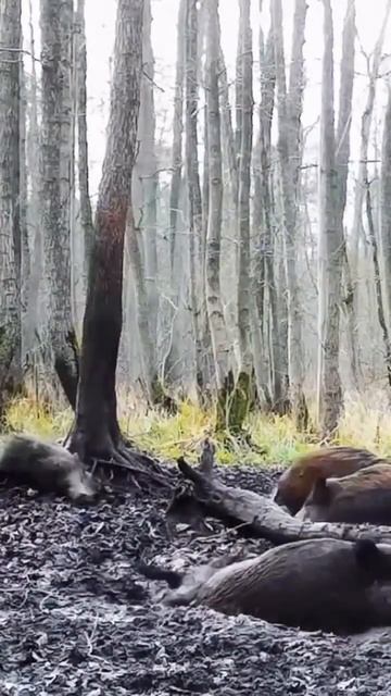 Дикий кабан на кормежке 🐗. #охота #hunting смотреть онлайн