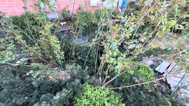 Дары мая) весенние хлопоты в розарии! Нижегородская об