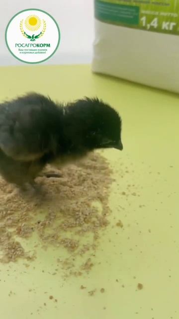 Птенец в гостях у компании ООО "РОСАГРОКОРМ" смотреть онлайн