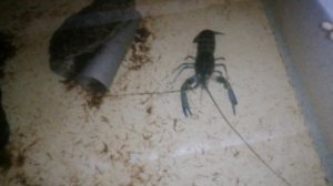 УЗВ для АККР. Темп роста раков.