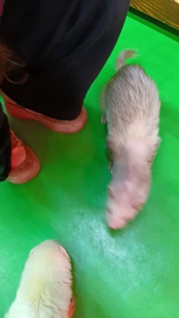 Хватит спать! Кушать пора #slime#тварини смотреть онлайн