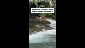 Ужас! Страшная тварь 😱 1000047641.mp4