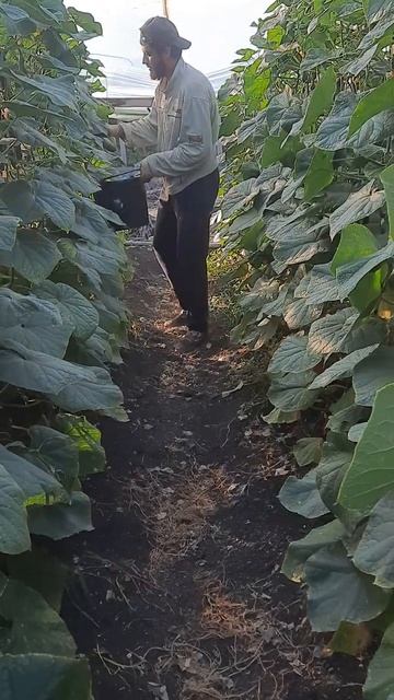 кор дар типлиса . Работа на теплице смотреть онлайн