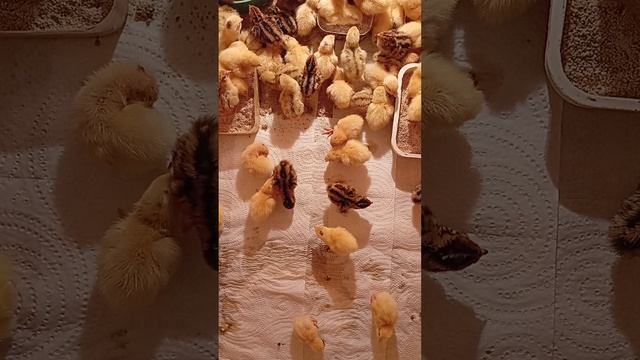 Суточные перепелята