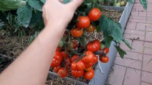 Самый ранний сорт! Орегон спринг Орегонская весна