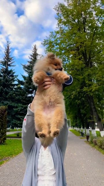 Наша маленькая пародия на Симбу  зоогостиница люблюживотных собака шпиц