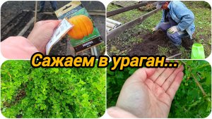 СИЛЬНЫЙ ВЕТЕР И ХОЛОД 😨 ВЫСАДИЛИ ВИНОГРАД 🍇 АРБУЗЫ 🍉 ДЫНИ И КАБАЧКИ.