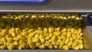Машина для мойки овощей полуавтоматического типа Leaddenmar L1200/L1500