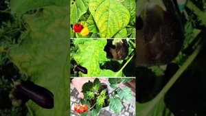 Дефицит магния у растений