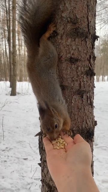 Белочка ест орешки из рук смотреть онлайн