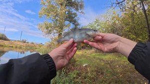 Ставридні судаки і тест нової камери з Gamakatsu Hana 2 S80MH-Solid