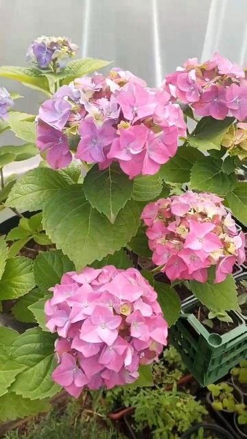 Гортензия Мата Хари #цветы #сад #garden смотреть онлайн