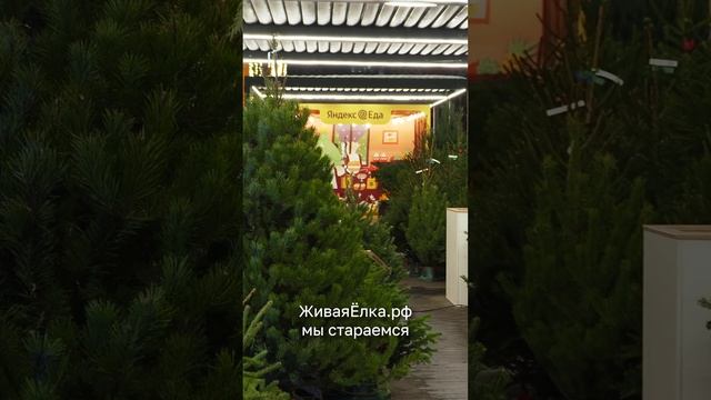 Магазин живых ёлок ЖиваяЁлка.рф в Депо Лесная смотреть онлайн