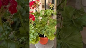 Ю_Анна Каренина Пеларгония