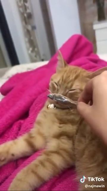 Коиыне хотят есть рыбу!!!?😂 смотреть онлайн