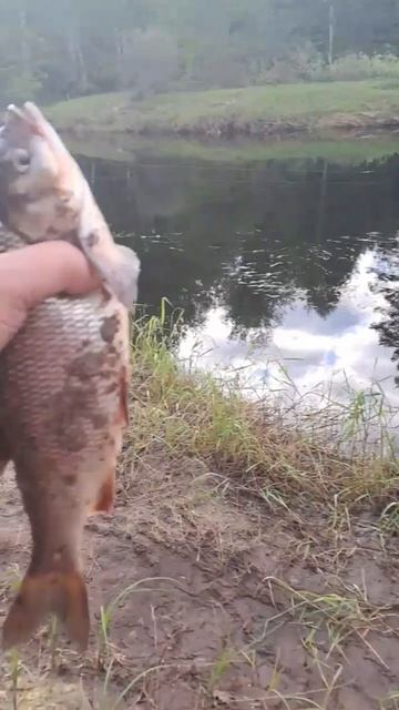 Рыбалка на ФИДЕР!Шикарный УЛОВ  ! #fishing #рыбалка #реки #ф?