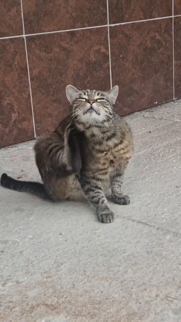 малышка ищет дом Брянск #дом #кошки смотреть онлайн