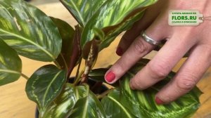 Калатея Мунлайт. Обзор сорта. Яркое и нежное тенелюбив