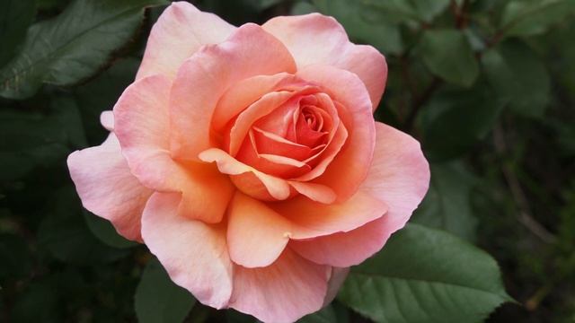 С Днем Рождения Чудесные пожелания Музыкальная откры? смотреть онлайн