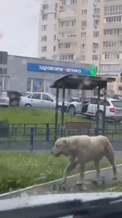 Алабай