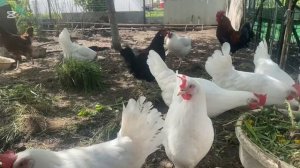 домашние куры