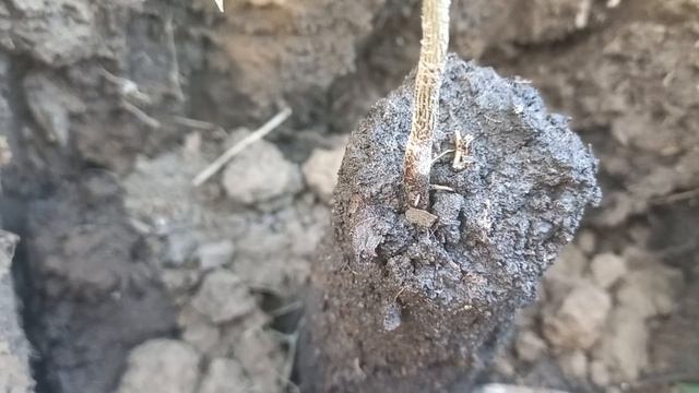 высадка азимины, конец июля 24г смотреть онлайн