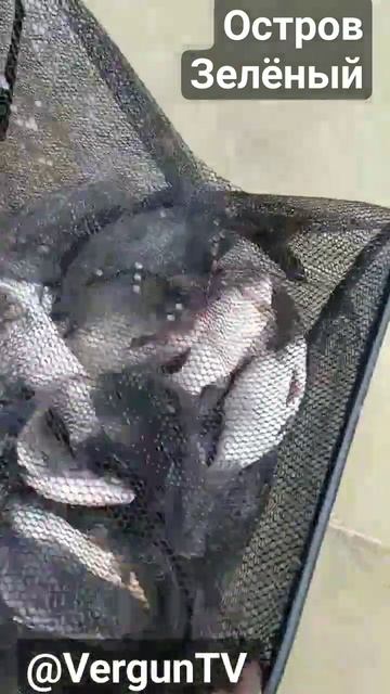 Улов на острове Зеленый #рыбалка #река_днепр #verguntv #рыб? смотреть онлайн