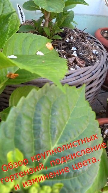 Обзор крупнолистных гортензий, подкисление и изминен?