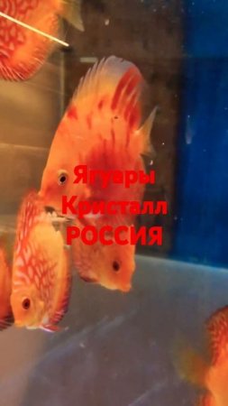 Ягуары Кристалл Россия