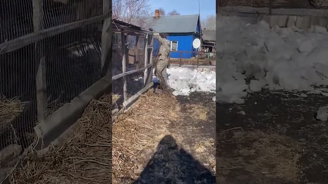 Думала руководить буду, а придется помогать весенние хлопоты #весна25 #огород #уборка #природа