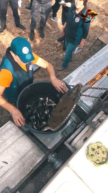 Лови эту рыбу сазан свободно и бесплатно Рыбалка Зары? смотреть онлайн