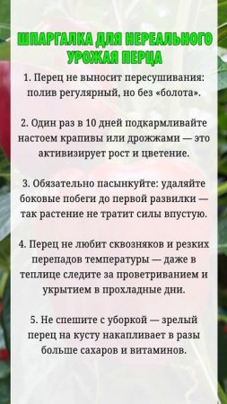 Шпаргалка для нереального урожая перца