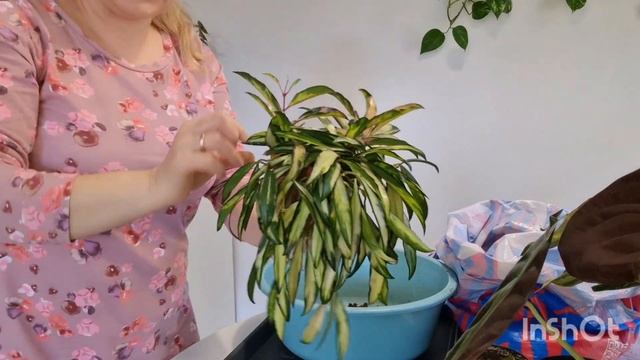 🍀БОЛЬШАЯ ПЕРЕСАДКА РАСТЕНИЙ 🍀 смотреть онлайн