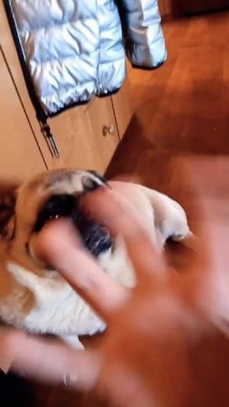 #memes #dog #memes #актив #active #recommended #trend #trending