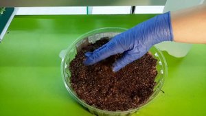 Делаю новый состав грунта для фитильного полива и саж?