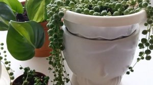 Крестовник Роули уход размножение
