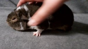 американский тедди шоколадный оттер с белым, возраст 1 месяц,  из питомника ZLATO VLASKA