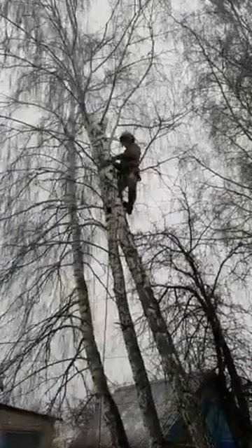 Спил 3 берёз в д.Брагино Мценский р-он. смотреть онлайн