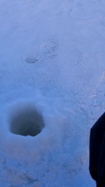 Подуст. #рыба смотреть онлайн