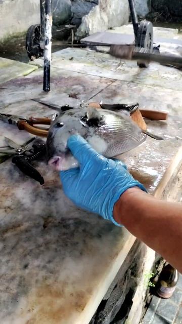 Летняя рыбалка#рыбалка #спинорог#рыбалканаазорах#azores смотреть онлайн