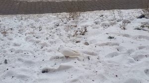 20241130 - Белый голубь
