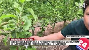 Три морозные волны: какой урожай ждать в Крыму после весенних заморозков