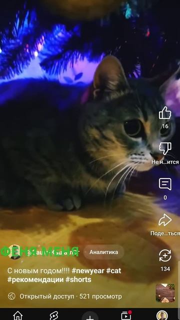 (Кошка Феня) в феврале поздравила всех с Новым годом. #sh смотреть онлайн