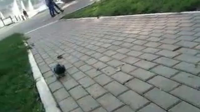 Фонтан и фонтанщики смотреть онлайн