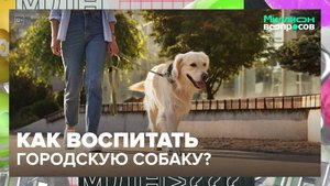 Как воспитать собаку в городе | Миллион вопросов — Москва 24| Контент