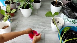 Комнатная калла: белый налет на земле, размер горшка, п