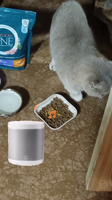 Совет от Алисы, как не есть после 18:00🤣 #cat #озвучка #юмо? смотреть онлайн