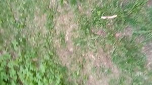 Я в лп СО ДВОРА смотрю на клумбу