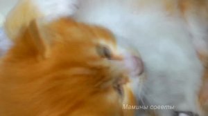 Лунный Посевной Календарь садовода и огородника на Ма